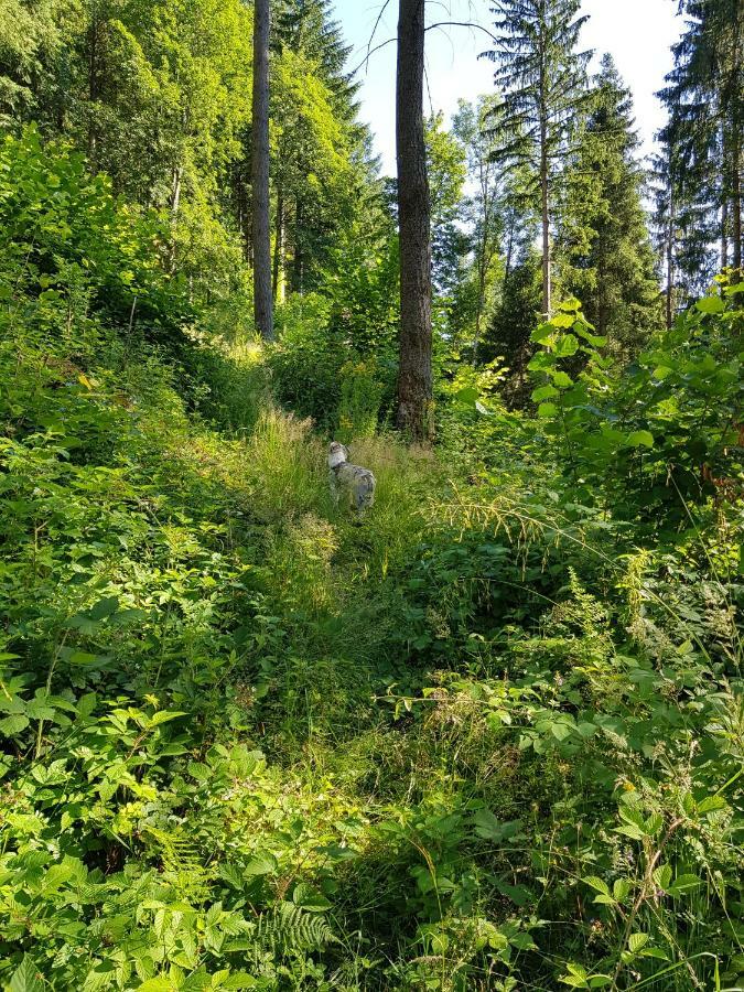 Апартаменти Wiesenblume Шенау-ім-Шварцвальд Екстер'єр фото